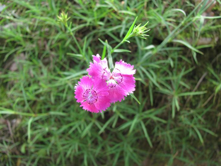 Dianthus seguierii / Garofano di Seguier